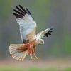 Marsh Harrier Bird Diamond Painting