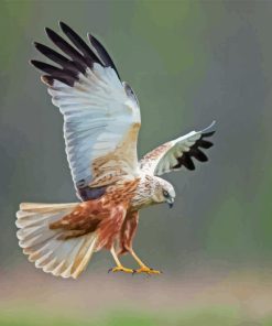 Marsh Harrier Bird Diamond Painting