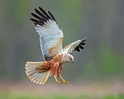 Marsh Harrier Bird Diamond Painting