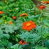 Orange Tithonia Rotundifolia Diamond Painting