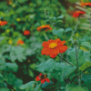 Orange Tithonia Rotundifolia Diamond Painting