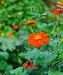 Orange Tithonia Rotundifolia Diamond Painting