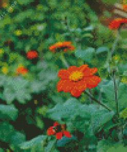 Orange Tithonia Rotundifolia Diamond Painting