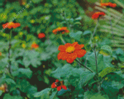 Orange Tithonia Rotundifolia Diamond Painting