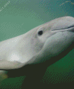 Porpoise Diamond Painting