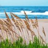 Sea Oats Diamond Painting