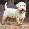 Sealyham Terrier Diamond Painting