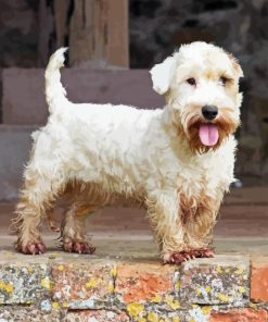 Sealyham Terrier Diamond Painting