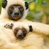 Sifakas Diamond Painting