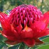 Waratah Telopea Speciosissima Diamond Painting