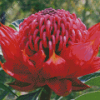 Waratah Telopea Speciosissima Diamond Painting