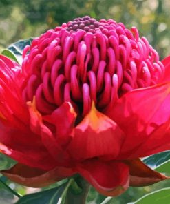 Waratah Telopea Speciosissima Diamond Painting