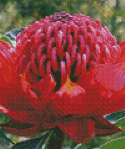 Waratah Telopea Speciosissima Diamond Painting