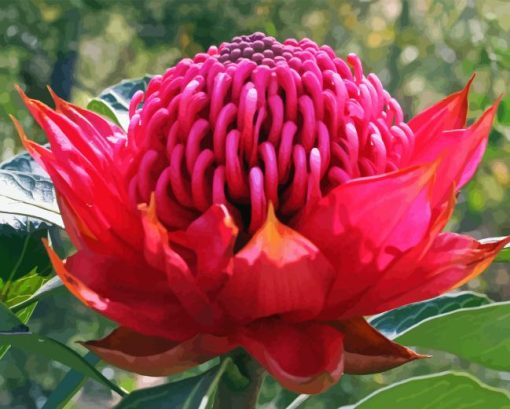 Waratah Telopea Speciosissima Diamond Painting