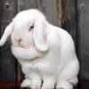 Holland Lop Diamond Painting