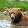 Kodiak Bear Animal Diamond Painting