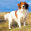 Kooikerhondje Dog Diamond Painting