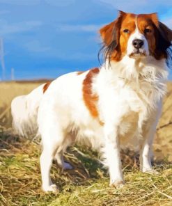 Kooikerhondje Dog Diamond Painting