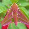 Pink Elephant Hawk Moth Diamond Painting