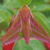 Pink Elephant Hawk Moth Diamond Painting