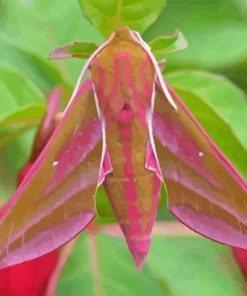 Pink Elephant Hawk Moth Diamond Painting