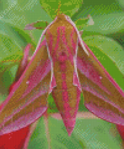 Pink Elephant Hawk Moth Diamond Painting