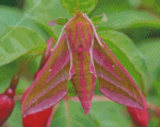 Pink Elephant Hawk Moth Diamond Painting