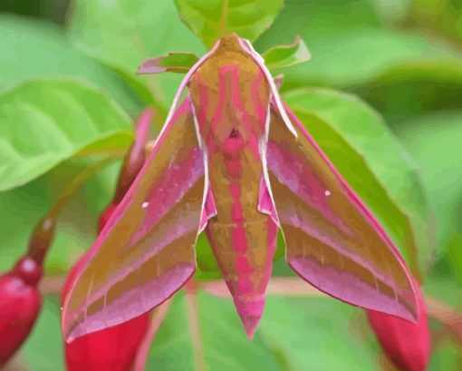 Pink Elephant Hawk Moth Diamond Painting