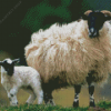 Scottish Black Faced Sheep And Lamb Diamond Painting