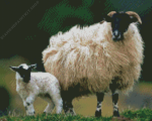 Scottish Black Faced Sheep And Lamb Diamond Painting