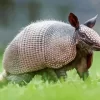 Armadillo Animal Diamond Painting