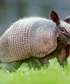 Armadillo Animal Diamond Painting