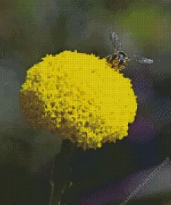 Billy Buttons Diamond Painting