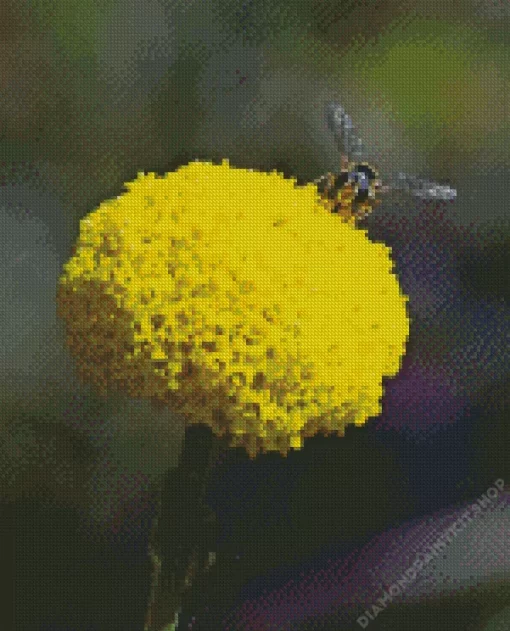 Billy Buttons Diamond Painting