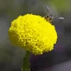 Billy Buttons Diamond Painting