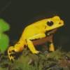 Black Legged Poison Dart Frog Diamond Painting