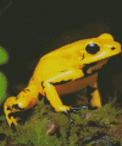 Black Legged Poison Dart Frog Diamond Painting