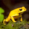 Black Legged Poison Dart Frog Diamond Painting