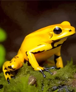 Black Legged Poison Dart Frog Diamond Painting