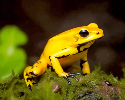 Black Legged Poison Dart Frog Diamond Painting