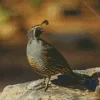 California Quail Diamond Painting