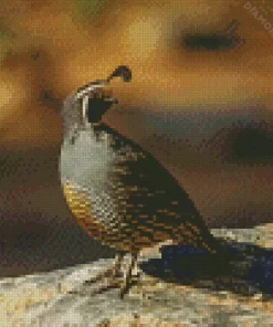 California Quail Diamond Painting