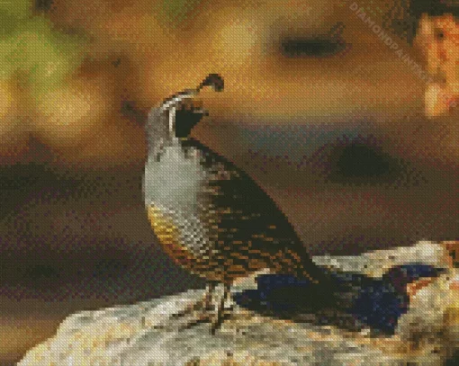 California Quail Diamond Painting