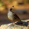 California Quail Diamond Painting