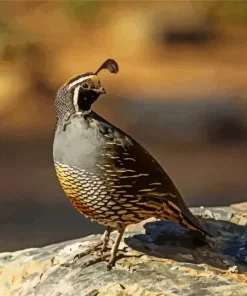 California Quail Diamond Painting