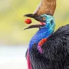 Cassowary Diamond Painting