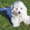 Coton Tulear Diamond Painting