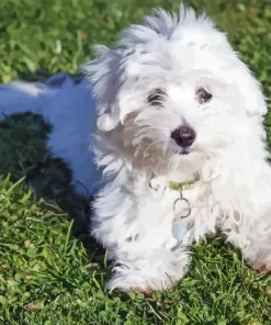 Coton Tulear Diamond Painting