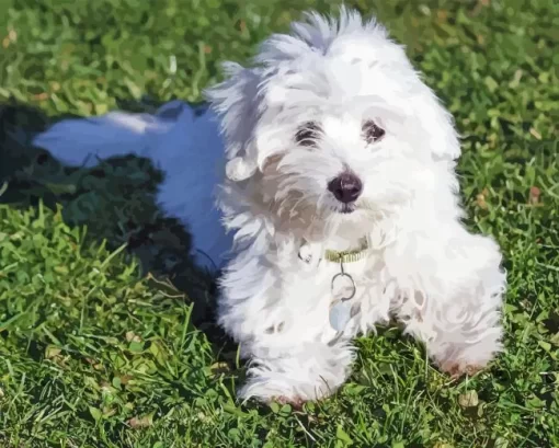 Coton Tulear Diamond Painting