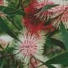 Hakea Plant Diamond Painting